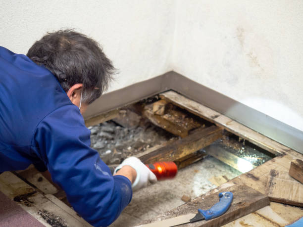 Best Mold Testing  in Columbus Junction, IA