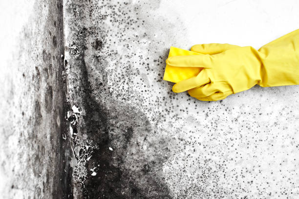 Best Fast Mold Removal  in Columbus Junction, IA