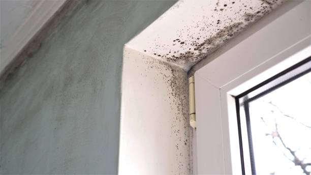 Best Same-Day Mold Removal  in Columbus Junction, IA