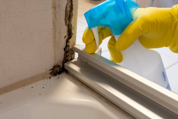 Reliable Columbus Junction, IA Mold Removal Solutions