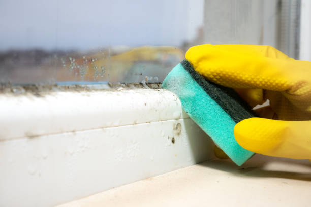 Best Mold Testing  in Columbus Junction, IA