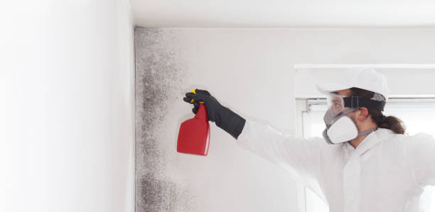 Best Attic Mold Removal  in Columbus Junction, IA